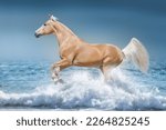 Palomino horse galloping free at the beach