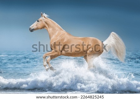 Palomino horse galloping free at the beach