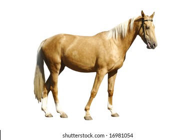 Palomino Horse Isolated