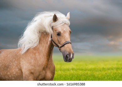 Palomino horse with long mane portrait in motion 