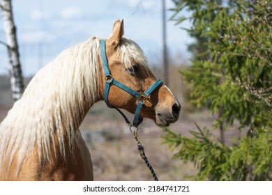 Palomino horse with long mane portrait