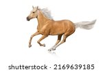 Palomino  horse with long mane run free gallop isolated on white background