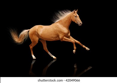 Palomino Horse On Black