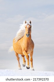 Palomino Horse In Winter