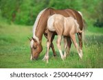 Palomino horses on spring pasture