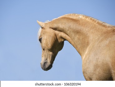 Palomino Miniature Horse