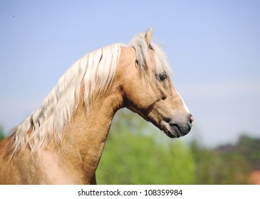 Palomino Miniature Horse