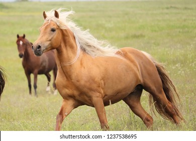 Palomino Morgan Horse