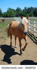 Palomino Morgan Horse