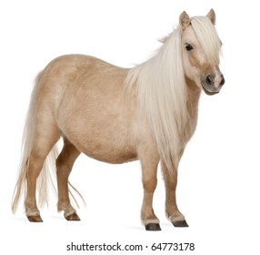 Poney Hd Stock Images Shutterstock