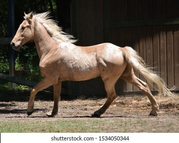 Palomino Tennessee Walking Horse Gait