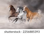 Palomino, white and bay horse run free in desert sand