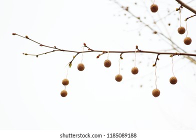 paltanus plant's balls