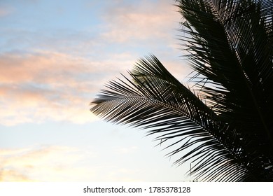 Pam Tree During The Sunset