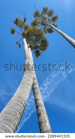 Pam trees and blue sky 3