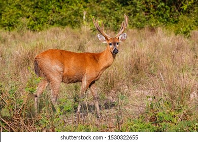 532 Pampas deer Stock Photos, Images & Photography | Shutterstock