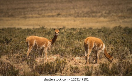 Pampa Galeras National Reserve Ayacucho Peru Stock Photo 1263149101 ...