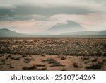 vicuñas in the Pampa Cañahuas national reserve, misti volcano view