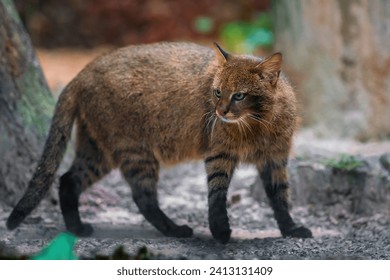 Pampas Cat (Leopardus colocolo) - South American feline