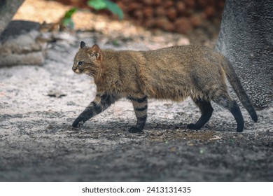 Pampas Cat (Leopardus colocolo) - South American feline