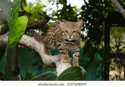 A pampas cat on a branch tree in Peru