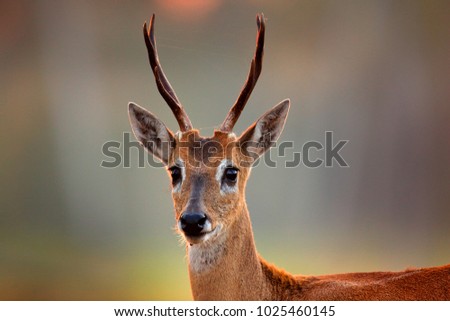 Similar – Foto Bild Bambi Tier Wildtier