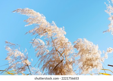 Pampas Grass Against The Sky Close Up, A Natural Background.