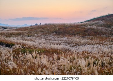 Pampas grass (a.k.a. silver grass) field on Soni plateau in the late evening in early autumn.