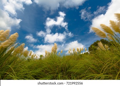 Pampas Grass Blanco River Texas 