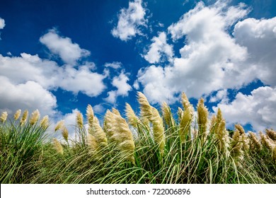 Pampas Grass Blanco River Texas