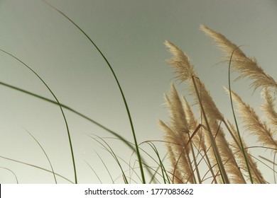 Pampas Grass Bloom Desaturated Stock Photo 1777083662 | Shutterstock