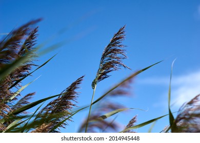 Pampas grass with blue sky and clouds at sunny day. Landscape with dried reeds and grass. Natural background, outdoor, golden colors.