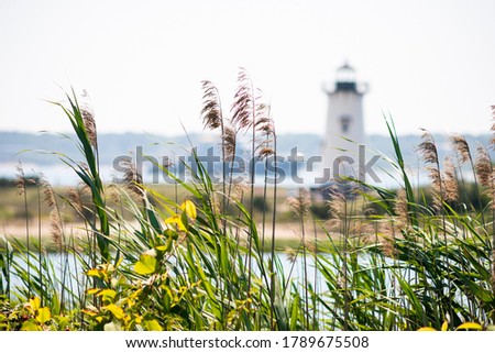 Pampas Grass With blurred Lighthouse in The Background