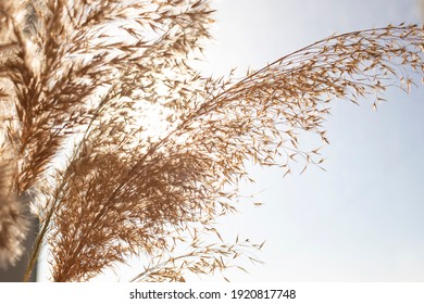 Pampas grass close-up outdoors in the sunlight. Flower of fluffy reed pampas. japandi style decor. - Powered by Shutterstock