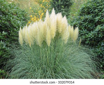 Pampas Grass (Cortaderia selloana) in a Garden in Cheshire, England, UK - Shutterstock ID 332079314