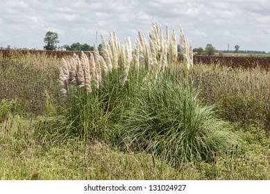 Pampas Grass (Cortaderia selloana), Santa Fe, Argentina