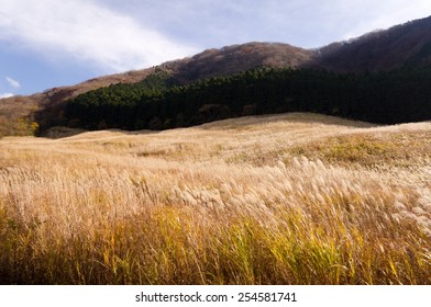 Pampas Grass Field Stock Photo 254581741 | Shutterstock