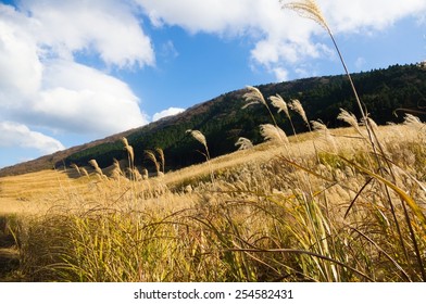 Pampas Grass Field Stock Photo 254582431 | Shutterstock