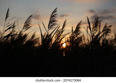 Pampas grass field at sunset with golden sky and clouds in harvest season. Fall evening landscape with dry reeds of Cortaderia selloana flowering plants in American countryside. Nostalgia mood.
