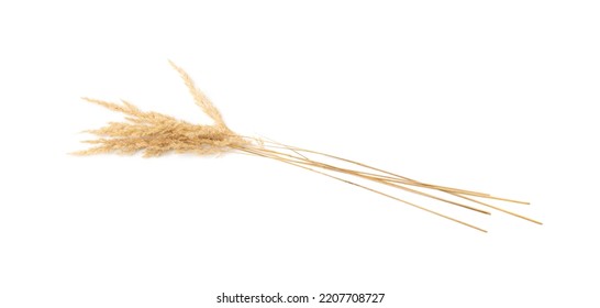 Pampas Grass Isolated. Dry Decorative Plant, Tussock Grass Panicles On White Background