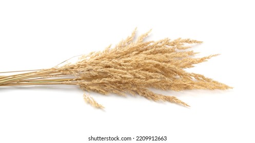 Pampas Grass Isolated. Dry Decorative Plant, Tussock Grass Panicles On White Background