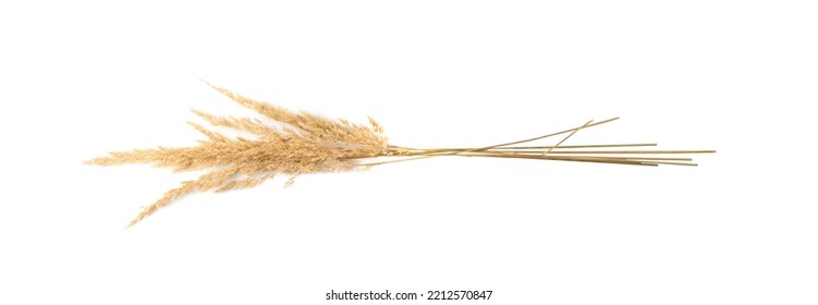 Pampas Grass Isolated. Dry Decorative Plant, Tussock Grass Panicles On White Background