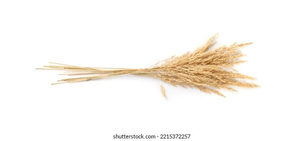 Pampas Grass Isolated. Dry Decorative Plant, Tussock Grass Panicles On White Background