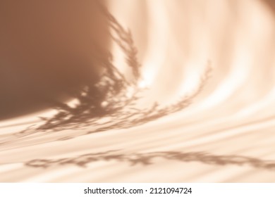 Pampas grass natural shadows on a beige wall or table. Silhouette of reed on beige background
