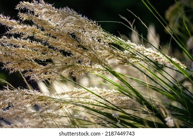 Pampas grass on dark green natural background. Cortaderia is a perennial herbaceous plant waving on a wind. Dried natural green and beige plant grass in a sunlight. Autumnal nature macro photography. 