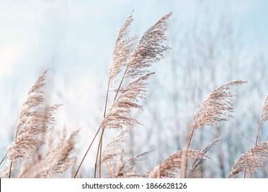 Pampas grass on the lake, reed layer, reed seeds. Golden reeds on the lake sway in the wind against the blue sky. Abstract natural background. Beautiful pattern with neutral colors. Selective focus.