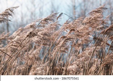 Pampas grass on the lake, reed layer, reed seeds. Golden reeds on the lake sway in the wind against the blue sky. Abstract natural background. Beautiful pattern with neutral colors. Selective focus