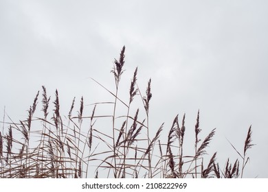  Pampas grass on the lake, reed layer, reed seeds. Golden reeds on the lake sway in the wind against the blue sky. Abstract natural background.