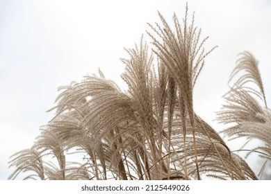 Pampas grass on the lake, reed layer, reed seeds. Golden reeds on the lake sway in the wind against the blue sky. Abstract natural background.