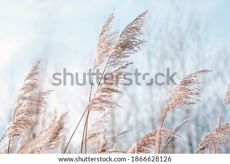 Pampas grass on the lake, reed layer, reed seeds. Golden reeds on the lake sway in the wind against the blue sky. Abstract natural background. Beautiful pattern with neutral colors. Selective focus.